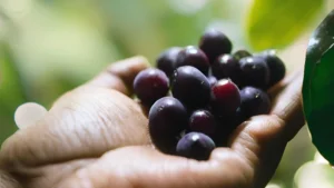 acai berry
